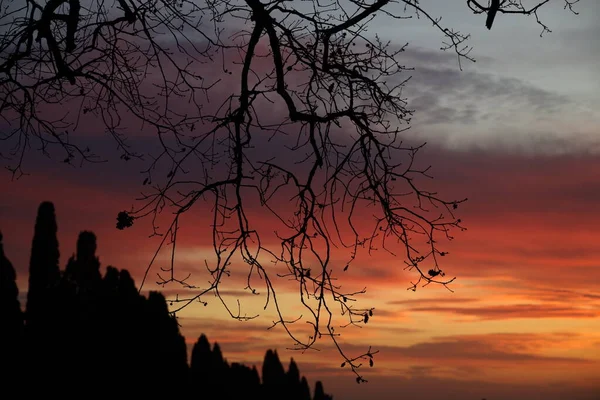 Branches Bolgheri Oaks Embroider Sky Sunset Tuscany High Quality Photo — Stock Photo, Image