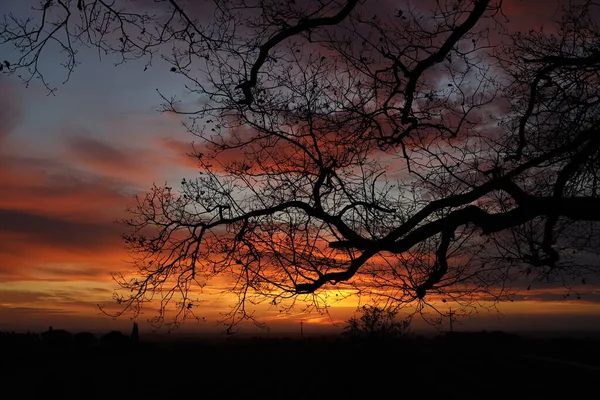 Die Zweige Der Bolgheri Eichen Besticken Den Himmel Bei Sonnenuntergang — Stockfoto