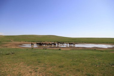 Atlar Moğolistan 'da su havuzunda içerler. Yüksek kalite fotoğraf