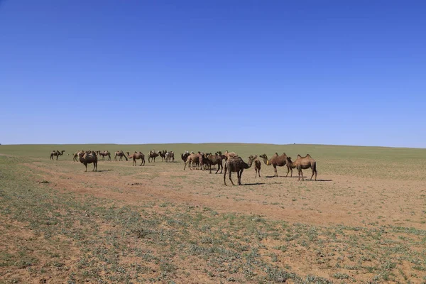 Chameaux Broutant Dans Les Immenses Prairies Mongolie Photo Haute Qualité — Photo