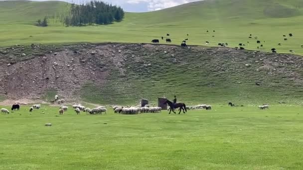 Animali Pascolo Nei Prati Mongoli Filmati Alta Qualità — Video Stock