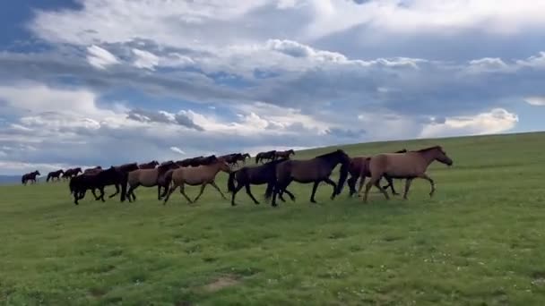 Galopujące Konie Mongolskich Łąkach Wysokiej Jakości Materiał — Wideo stockowe
