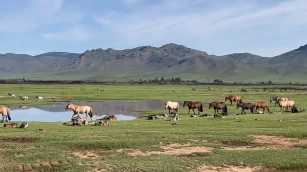 Los Caballos Van Agua Charco Mongolia Imágenes Alta Calidad — Vídeos de Stock