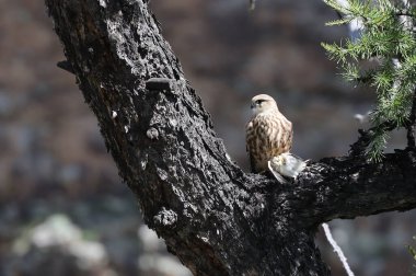 Moğolistan 'daki küçük bir yırtıcı kuşun yemek dizisi. Yüksek kalite fotoğraf