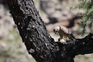 Moğolistan 'daki küçük bir yırtıcı kuşun yemek dizisi. Yüksek kalite fotoğraf