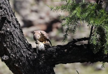 Moğolistan 'daki küçük bir yırtıcı kuşun yemek dizisi. Yüksek kalite fotoğraf