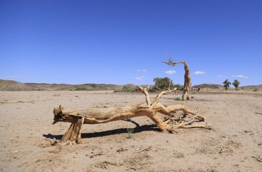 Gobi Çölü, Moğolistan 'daki vaha ıssız. Yüksek kalite fotoğraf