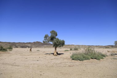 Gobi Çölü, Moğolistan 'daki vaha ıssız. Yüksek kalite fotoğraf