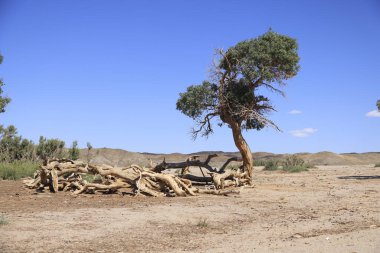 Gobi Çölü, Moğolistan 'daki vaha ıssız. Yüksek kalite fotoğraf