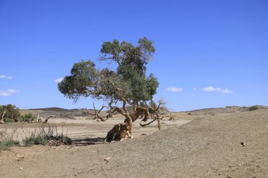 Gobi Çölü, Moğolistan 'daki vaha ıssız. Yüksek kalite fotoğraf