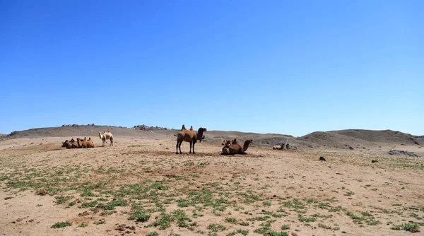 蒙古戈壁沙漠绿洲中的骆驼 高质量的照片 — 图库照片