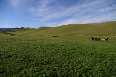 Temeen Chuluu, Moğolistan 'ın geyik taşı anıtları ve kare mezarları. Yüksek kalite fotoğraf