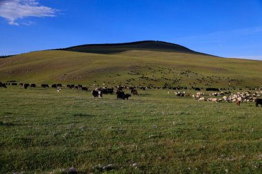 Tsenkher, Moğolistan 'ın yemyeşil vadisi. Yüksek kalite fotoğraf