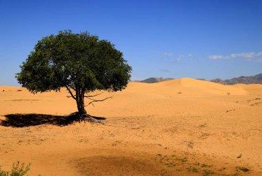 Moğolistan 'daki Elsen Tasarkhai çölünün güzel kumulları. Yüksek kalite fotoğraf