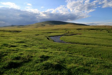 Tsenkher, Moğolistan 'ın yemyeşil vadisi. Yüksek kalite fotoğraf