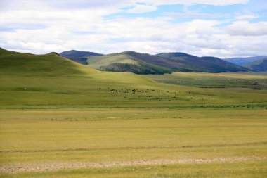 Yazın yeşil Moğol bozkırının manzarası. Yüksek kalite fotoğraf