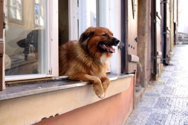 Prag 'da bir sokakta pencereden dışarı bakan bir köpek. Yüksek kalite fotoğraf