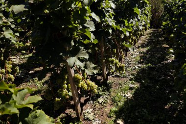 Prag tepelerinin üzüm bağları. Yüksek kalite fotoğraf