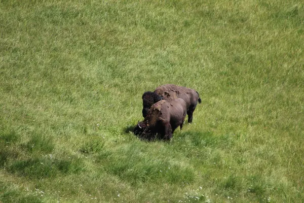 Yellowstone Ulusal Parkı 'nda bufalo otlaması. Yüksek kalite fotoğraf