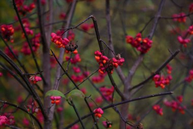 Bavyera 'daki Fussen yakınlarında sonbaharın görüntüsü. Yüksek kalite fotoğraf