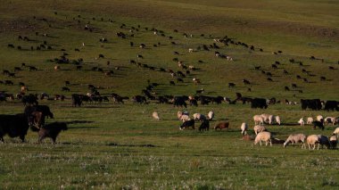 Moğolistan 'daki Tsenkher Vadisi. Yüksek kalite fotoğraf