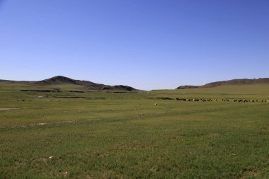 Yazın yeşil Moğol bozkırları. Yüksek kalite fotoğraf
