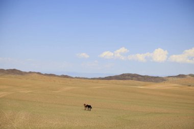 Moğolistan 'daki Gobi-Altai manzarası. Yüksek kalite fotoğraf