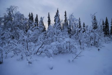 Kutup gecesi İsveç 'te Kiruna yakınlarında karla kaplı bir orman. Yüksek kalite fotoğraf