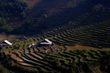 Sapa, Vietnam 'da kışın pirinç tarlaları. Yüksek kalite fotoğraf