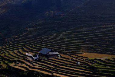 Sapa, Vietnam 'da kışın pirinç tarlaları. Yüksek kalite fotoğraf