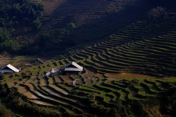 Sapa, Vietnam 'da kışın pirinç tarlaları. Yüksek kalite fotoğraf