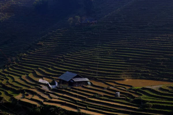 Sapa, Vietnam 'da kışın pirinç tarlaları. Yüksek kalite fotoğraf
