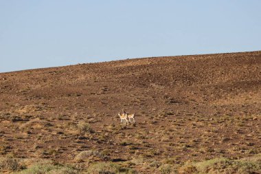 Moğolistan tepelerinde otlayan ceylanlar. Yüksek kalite fotoğraf