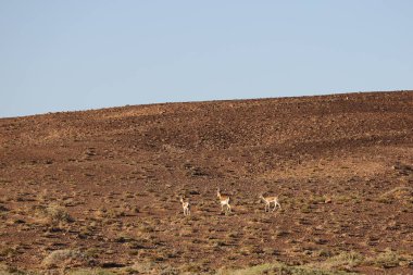 Moğolistan tepelerinde otlayan ceylanlar. Yüksek kalite fotoğraf