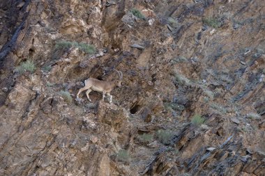 Sibirya Ibex 'i Moğolistan' da bir kanyonun kayalıklarına tırmanıyor. Yüksek kalite fotoğraf