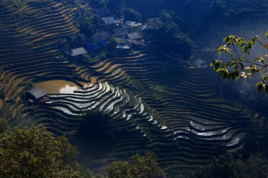 Sapa, Vietnam 'da kışın pirinç tarlaları. Yüksek kalite fotoğraf