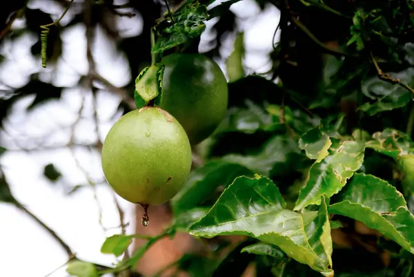 Melastella fruits along the banks of the Perfume River in Hue, Vietnam. High quality photo