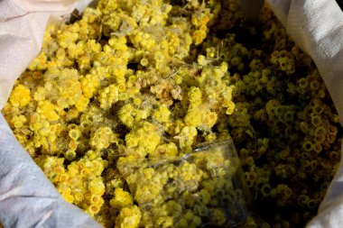 Helichrysum Takhta Karacha Dağı geçidi, Özbekistan 'da satılıktır. Yüksek kalite fotoğraf