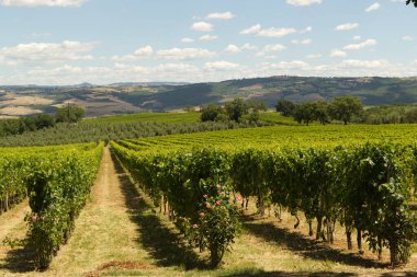 Tuscany 'deki Montalcino üzüm bağları. Yüksek kalite fotoğraf