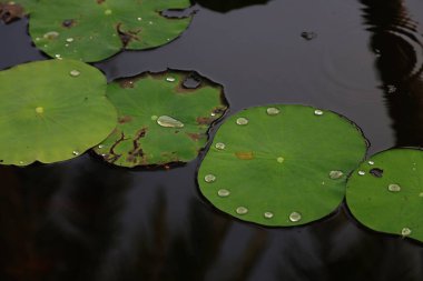 Lotus, Vietnam 'da bir gölette ayrılıyor. Yüksek kalite fotoğraf