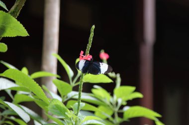 Kosta Rika 'da Heliconius Sara kelebeği. Yüksek kalite fotoğraf