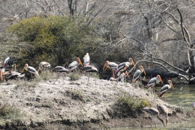 Indian Painted stork in Keoladeo national park also known as Bharatpur bird sanctuary. High quality photo clipart