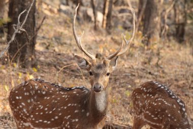 Benekli geyik, Ranthambore Ulusal Parkı, Hindistan. Yüksek kalite fotoğraf