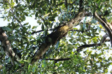 Tembel hayvan Kosta Rika 'da ağaca tırmanır. Yüksek kalite fotoğraf