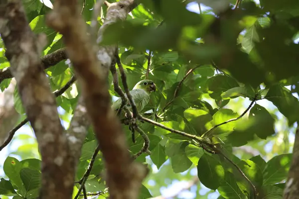 Papagaio Cauda Curta Árvore Costa Rica Foto Alta Qualidade Fotografia De Stock