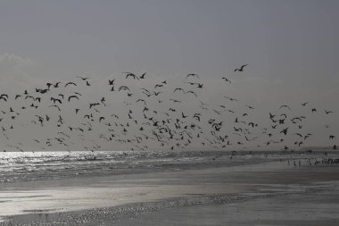 Umman 'daki Arap Denizi sahillerinde uçan bir grup martı. Yüksek kalite fotoğraf