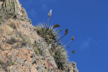 Peru 'daki And Dağları' nın güzel çiçeği. Yüksek kalite fotoğraf