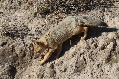 Gray fox typical of South America, Peru. High quality photo clipart