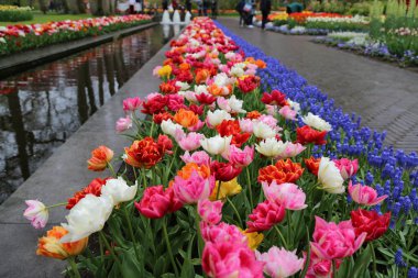 Keukenhof Gardens, Amsterdam 'ın güzel laleleri. Yüksek kalite fotoğraf