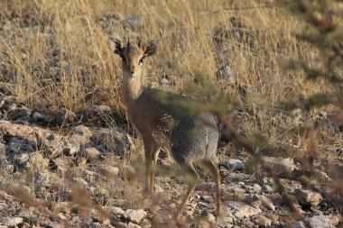 Küçük Dik Ceylan, Namibya. Yüksek kalite fotoğraf